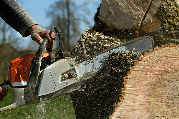 Best Stump Grinding and Removal  in USA